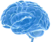 Brain Image